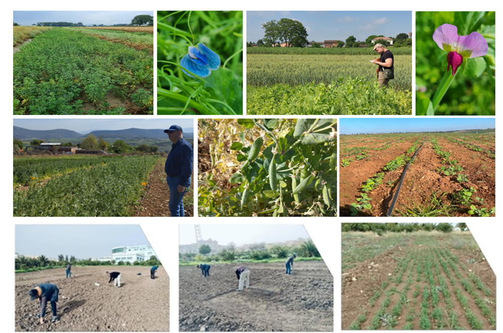 Field trials with orphan legumes have been successfully closed